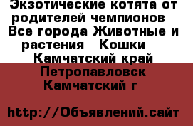  Экзотические котята от родителей чемпионов - Все города Животные и растения » Кошки   . Камчатский край,Петропавловск-Камчатский г.